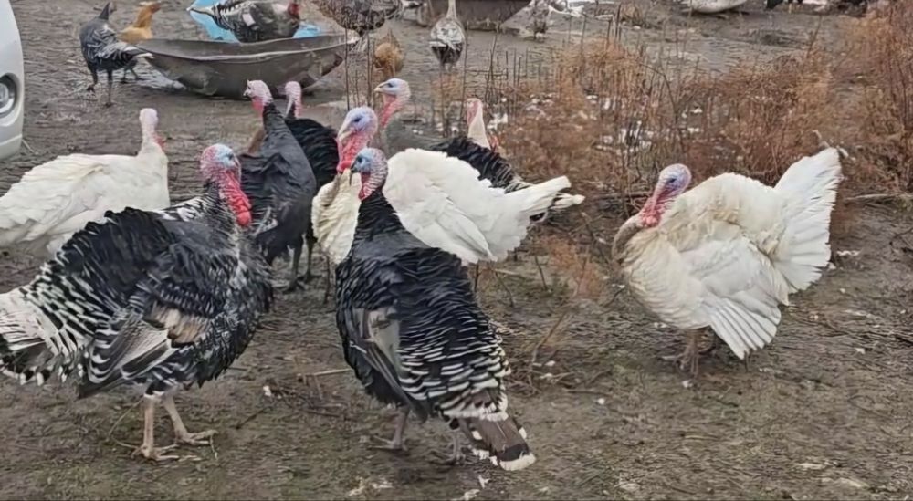 Продам индюки самцы на племя