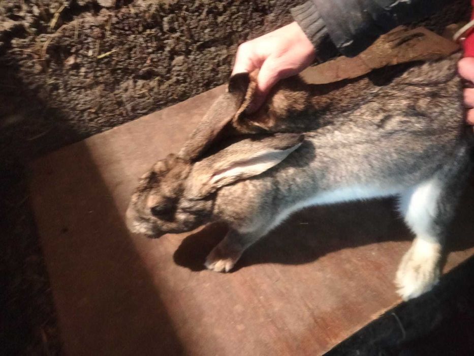 Продам кроликов на разведение