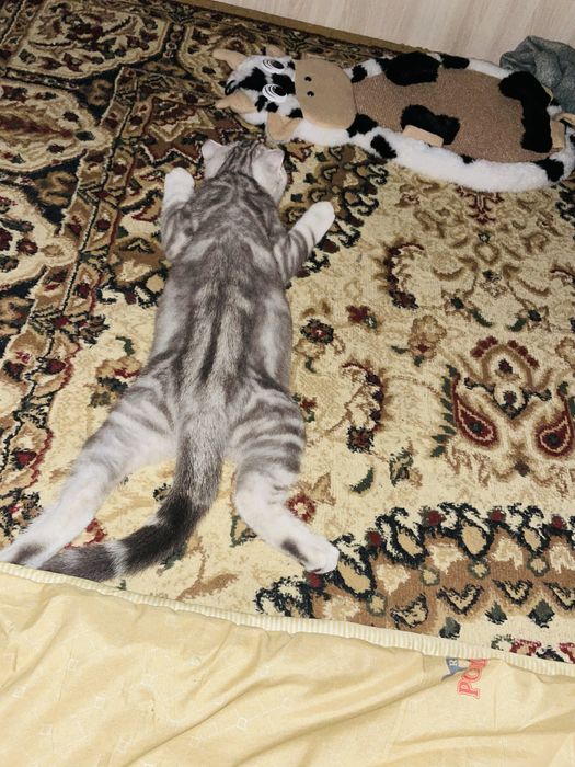 Отдам в заботливые руки