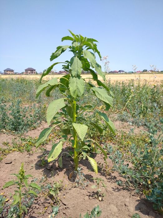 Амарант харьковский 1