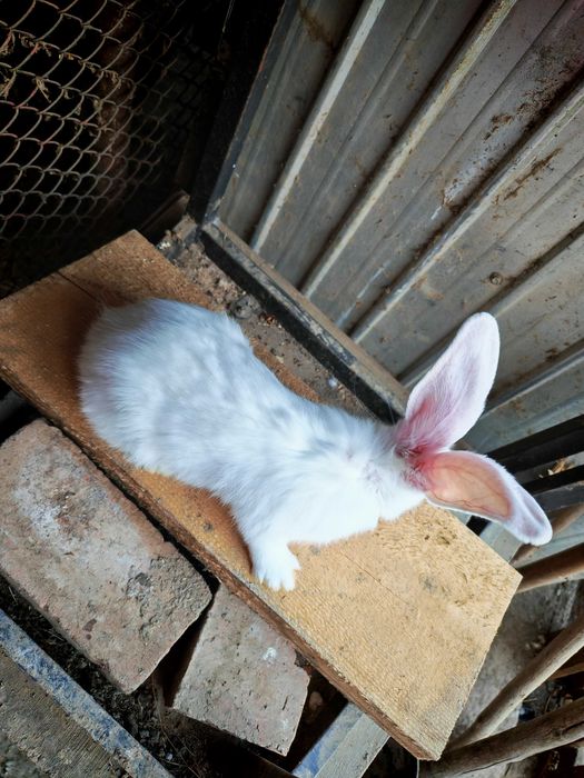 Iepuri Uriaș German