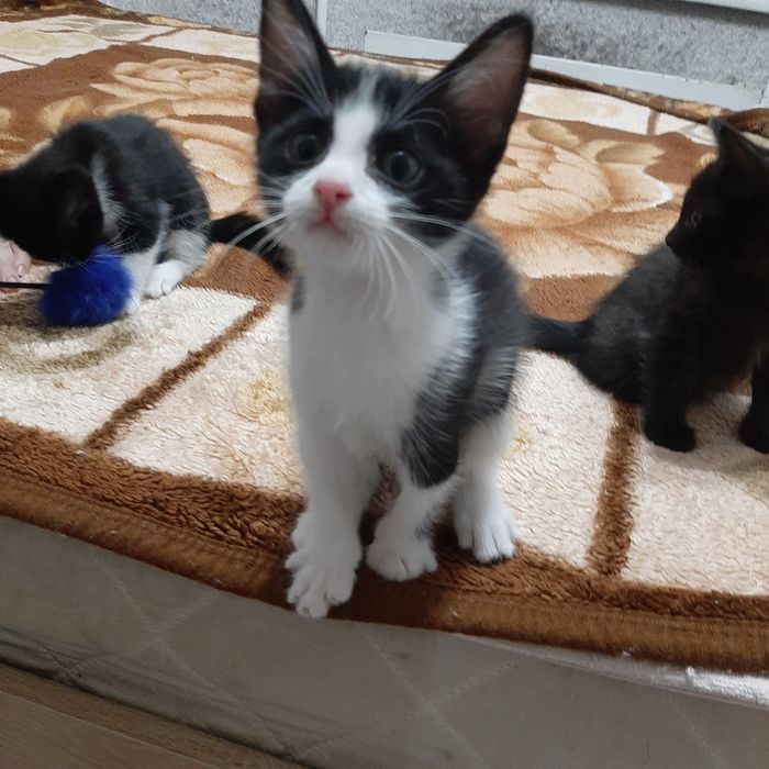 Котята ищат семью
