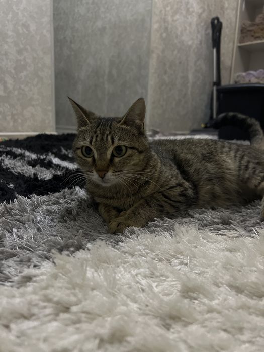 отдадим кошку даром беременная