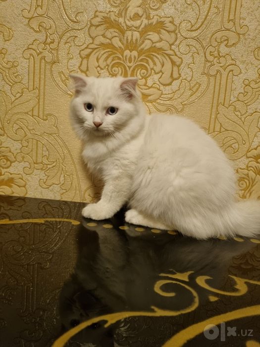 Котенок, кот йоши 3 ой