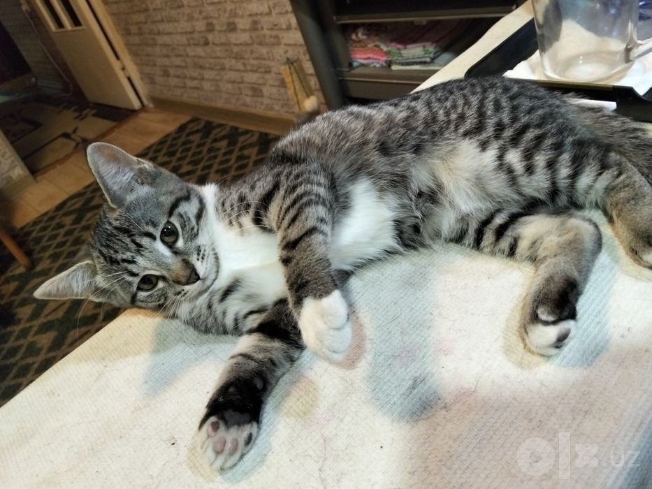 Отдам котенка в хорошие руки