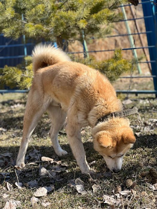 Продается собака срочно