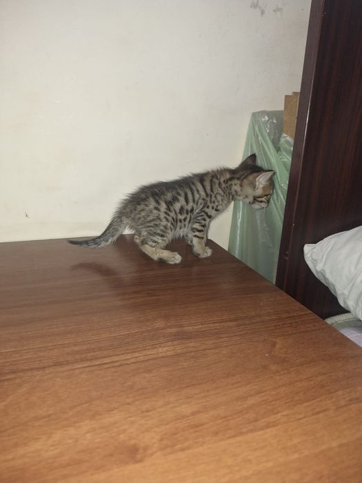 Котята  Бенгальские