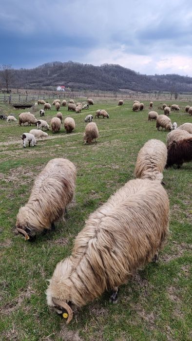 Vand Oi miei si berbeci tineri