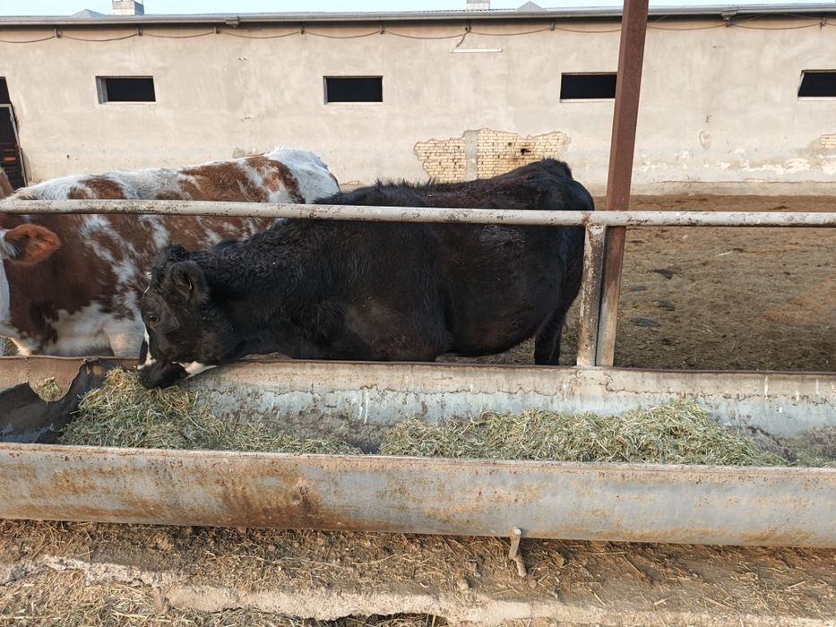 ангус ғуножинла сотилади хомиладор