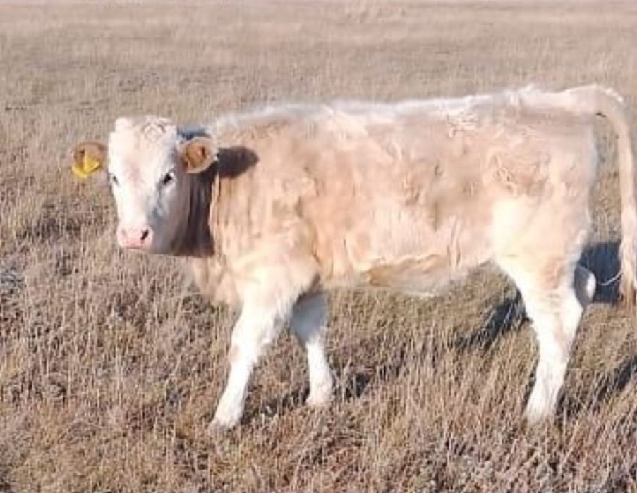 Подсосная тёлка.