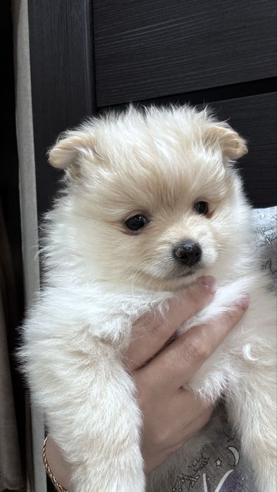 Немецкий щенок шпица