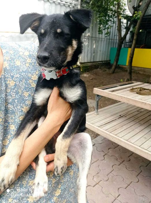 Собака - улыбака ищет дом, чтобы дарить радость!