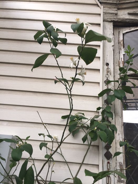 Лимон дерево