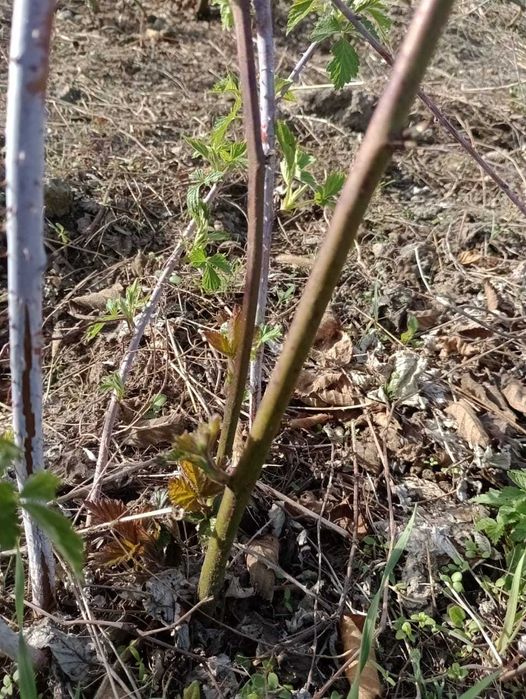 Бесшипая садовая ежевика