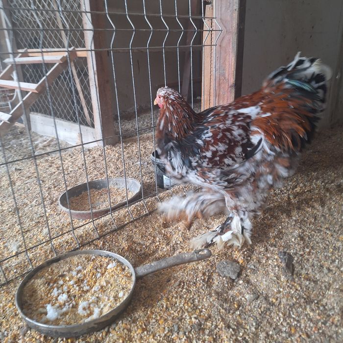 cocos brahma portelan de vanzare