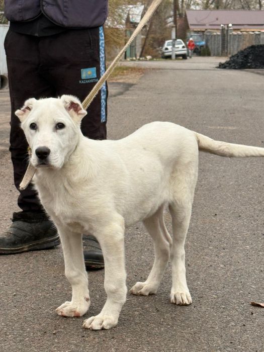 Щинок алобай 5месецов