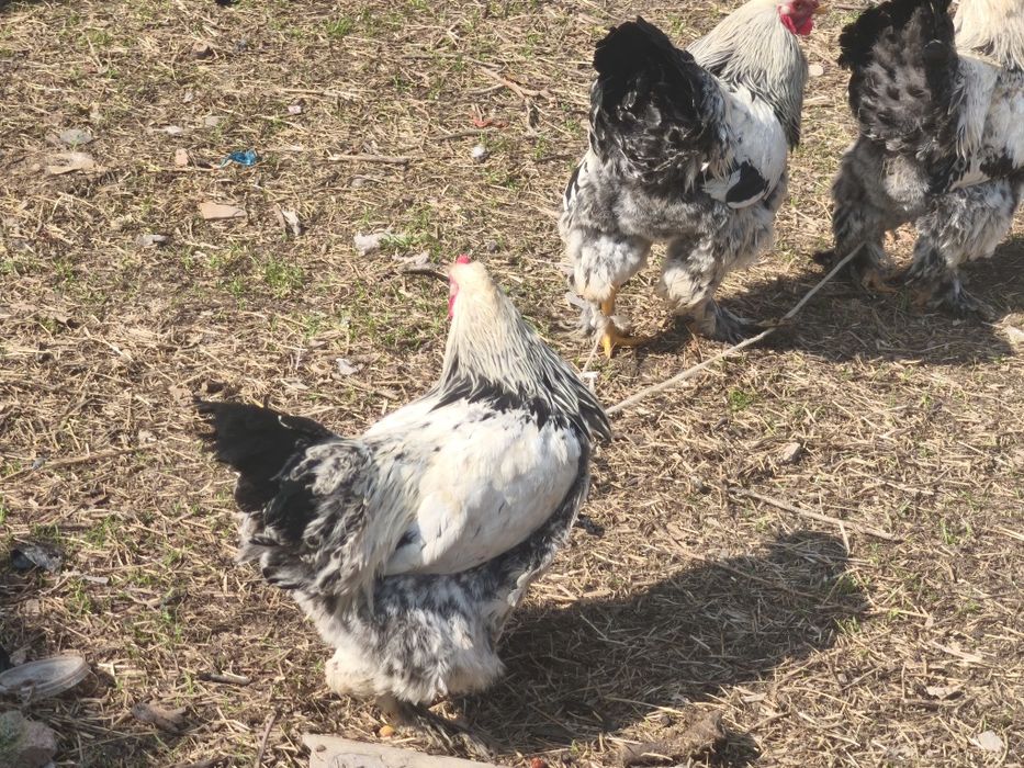 Домашние петухи брама