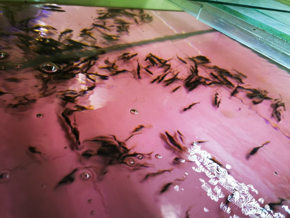 Sanitari de iazuri sau heleștee