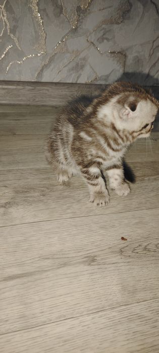 Котята страйт скоттиш