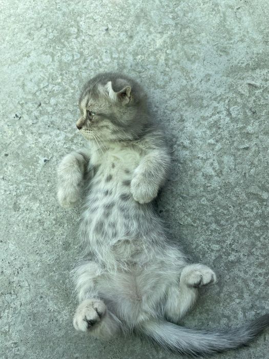 Scottish fold серебристый табби