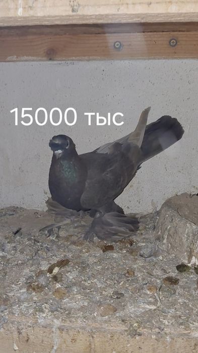 Голуби игровых кровей