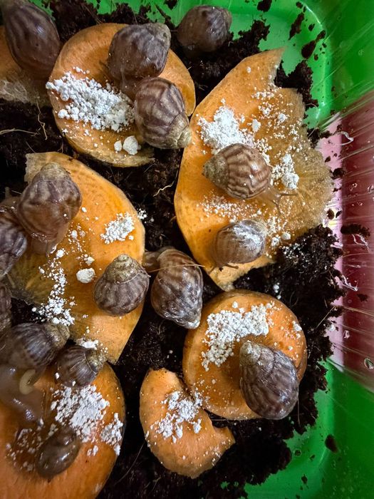 Отдам улиток Ахатин даром