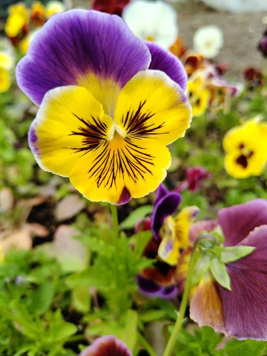 Продавам теменужки