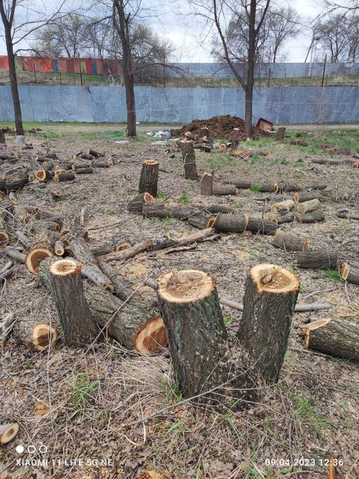 Спил. Пилим деревя