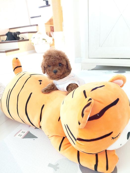 Той и Мини пудел