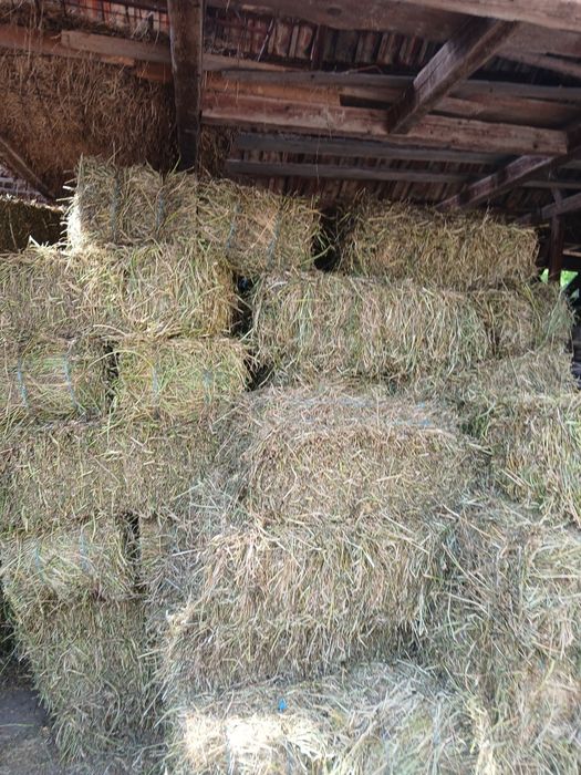 Baluti de lucernă