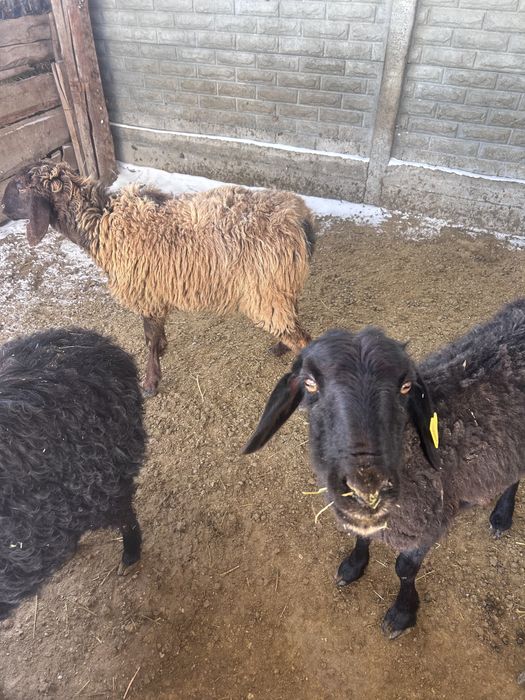 Қой, тоқты сатылады