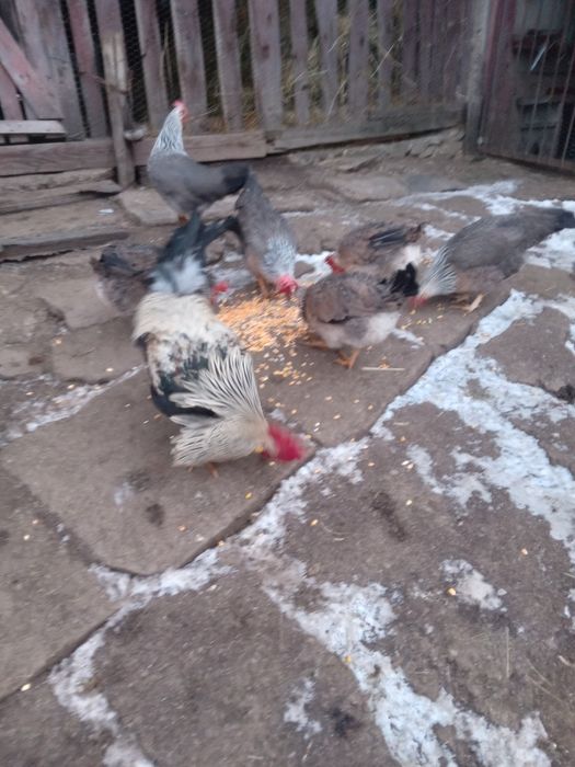 Gain si cocos italiene