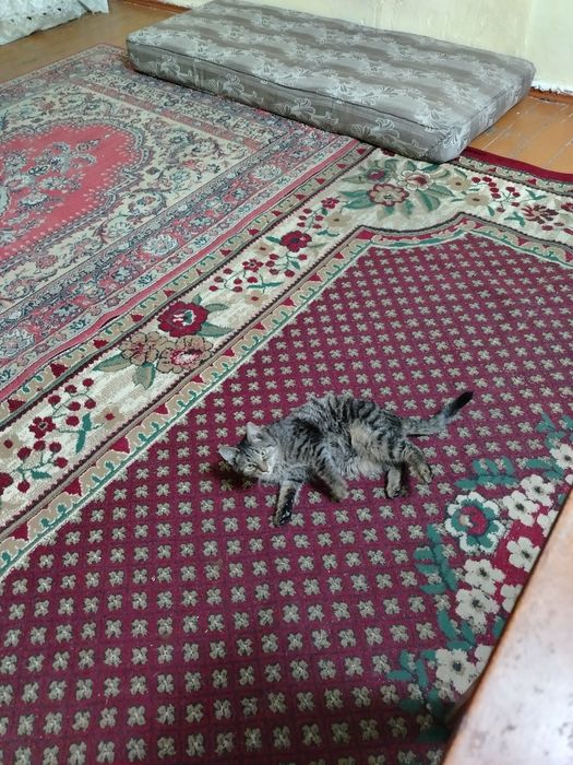 Отдам кота в добрые руки