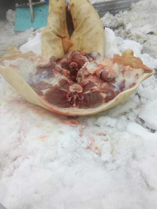 Мясо свинина свежее