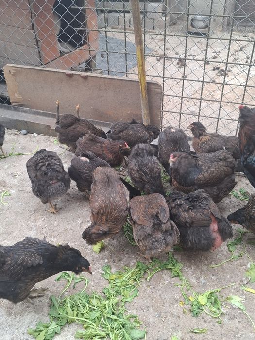 Araucana Potarnichiu Sălbatic