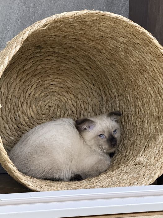 Сиамский котенок