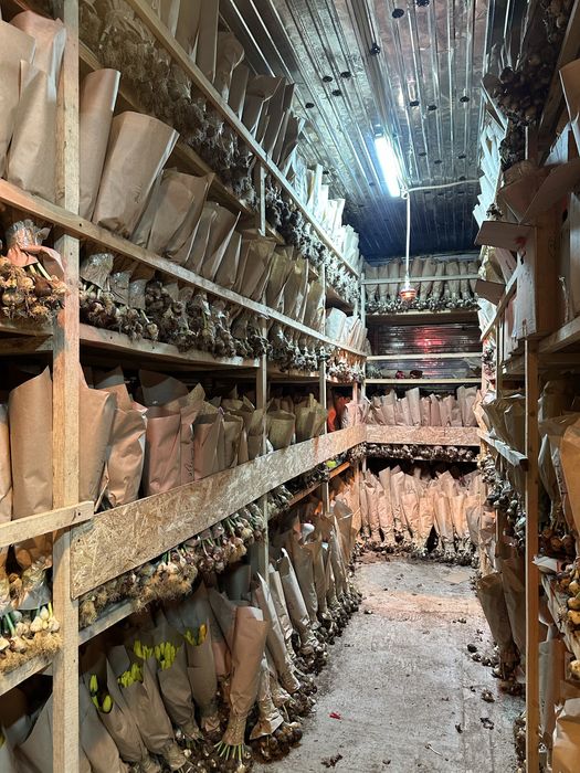 Тюльпаны голандские рост 50-60 см