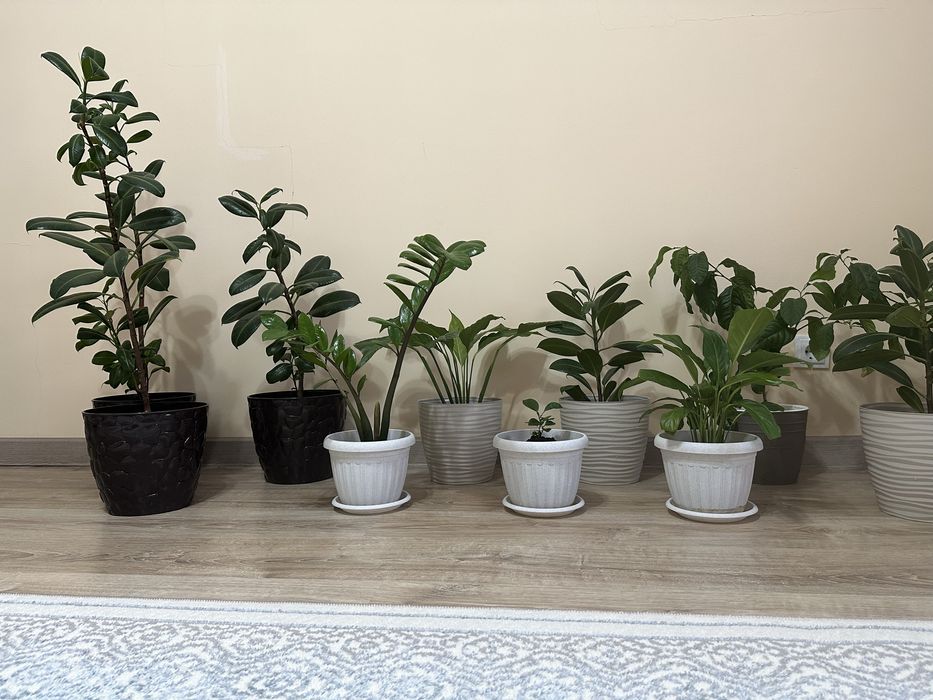 Цветы в горшоке разных видов