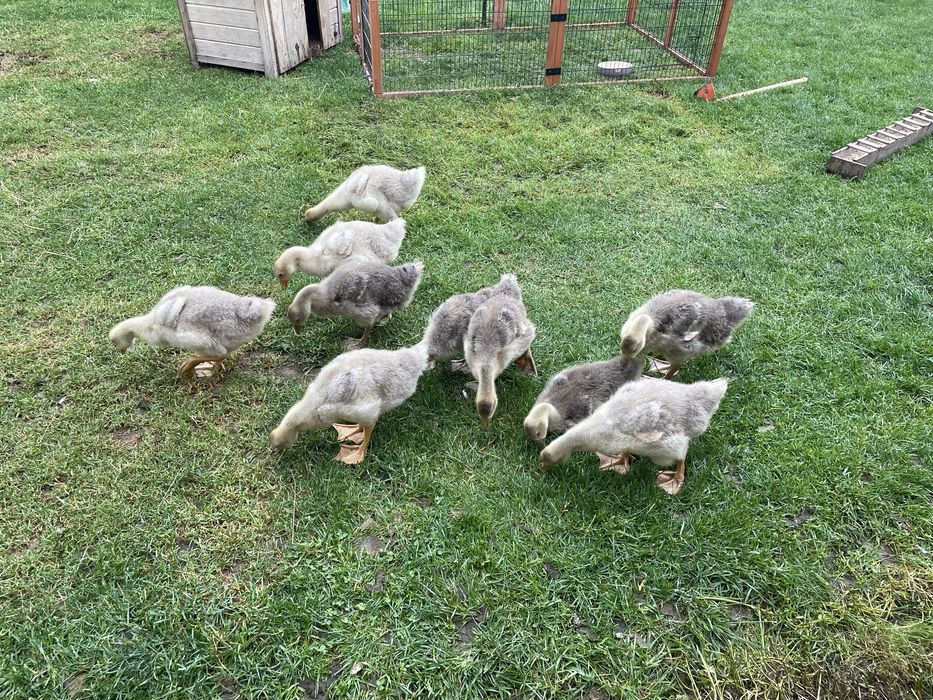 Vand oua de gâscă incubat sau consum