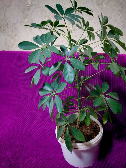 Недорого продам от 600тг