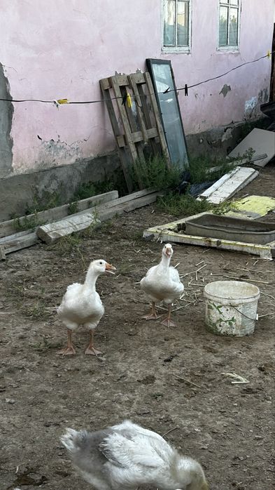 Қаз Сатылады / Продается Гуси