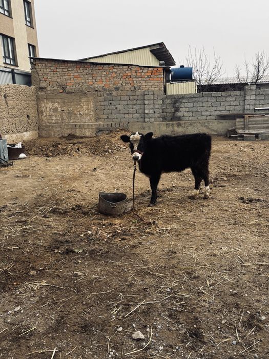 Бузау сатылады урғашы