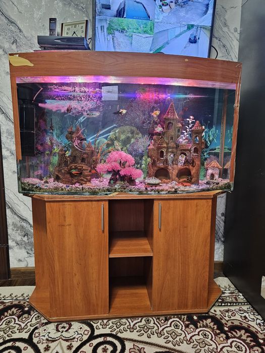 Akvarium sotiladi,Xamma narsasi bilan
