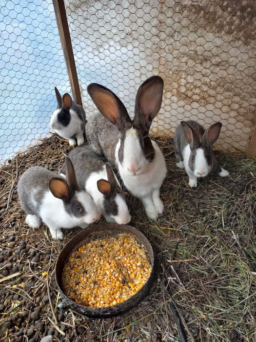 Vând iepurași Hycol de diferite vârste