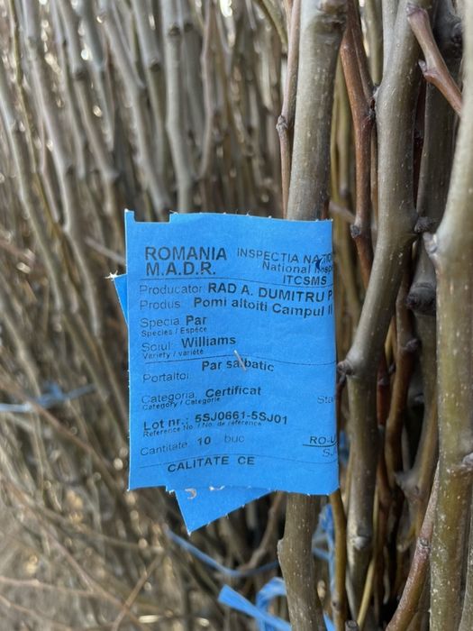 Pomi fructiferi Pepiniera Rad Dumitru