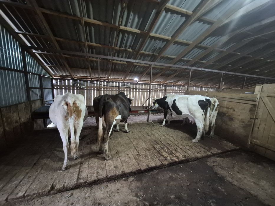 Продам дойную корову