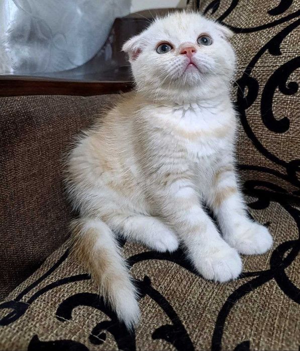 Продаются котятки