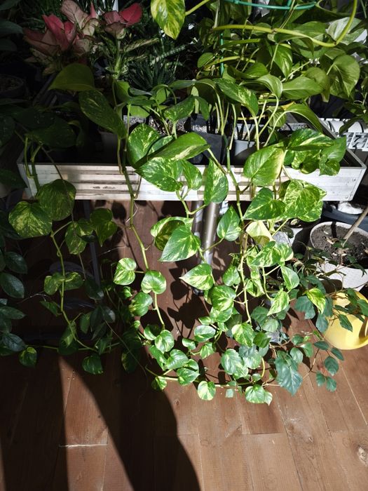 Продам сцендапсусы