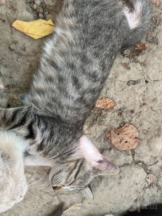 Котята          .