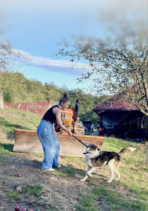 Pet Sitter | Îngrijitor animale -Plimbare, vizite, cazare,bonă animale